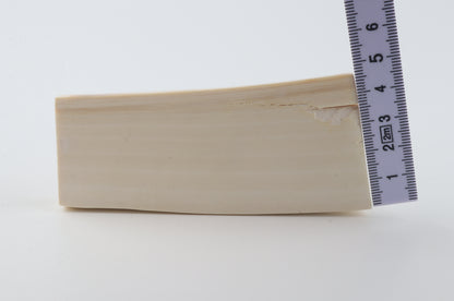 White mammoth ivory segment