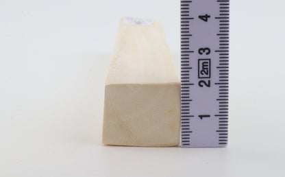 White mammoth ivory segment