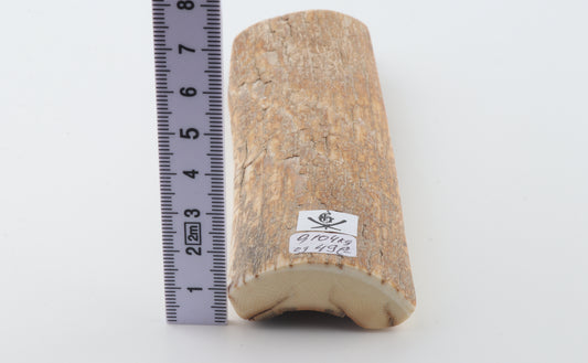 Orange-beige mammoth bark