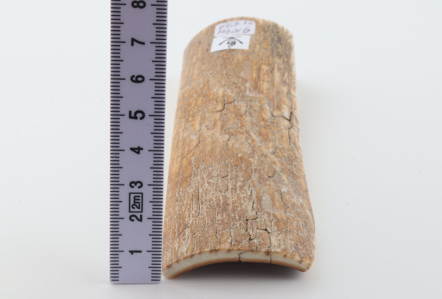 Orange-beige mammoth bark