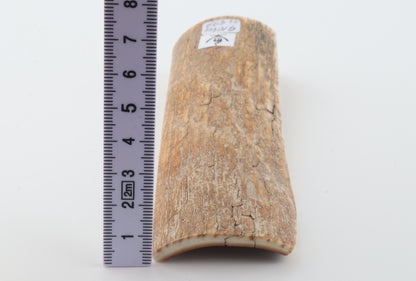 Orange-beige mammoth bark