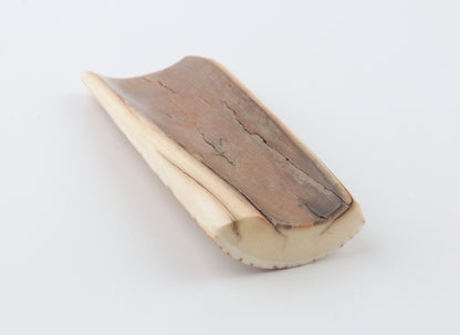 Orange-beige mammoth bark