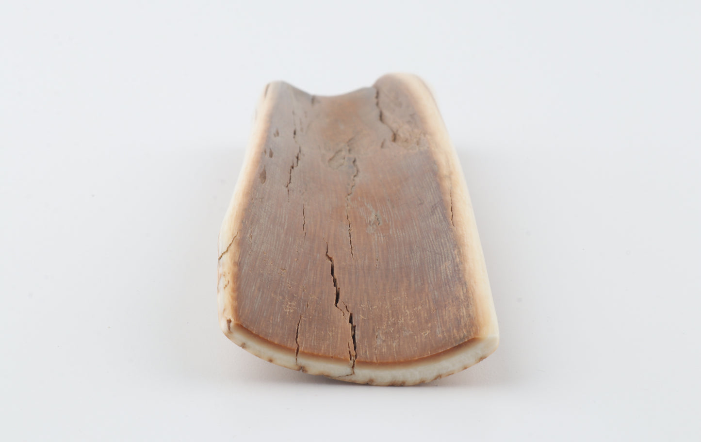 Orange-beige mammoth bark