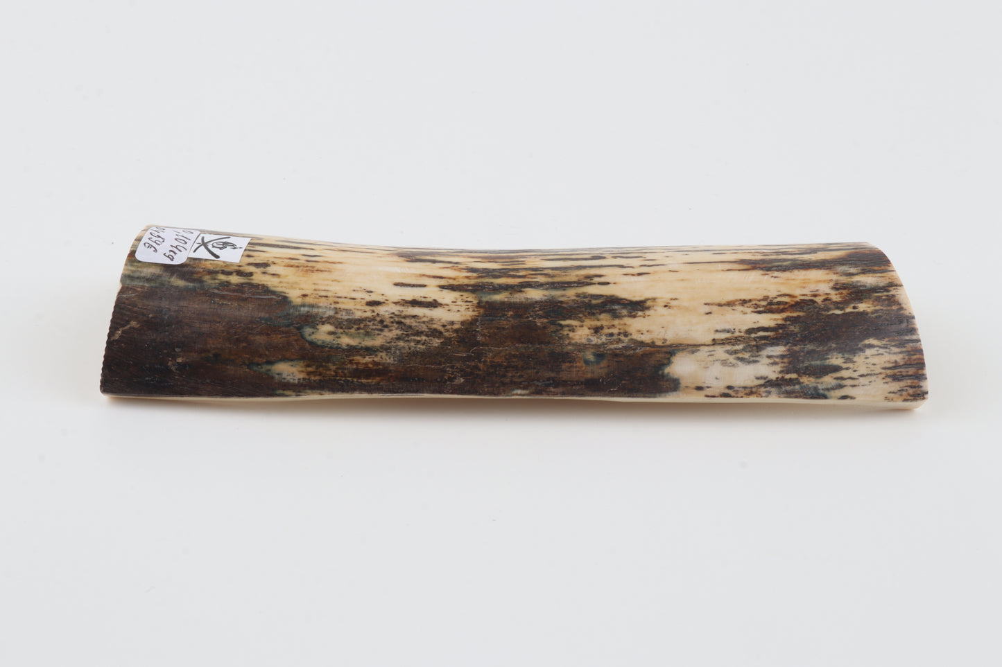 White-brown mammoth bark