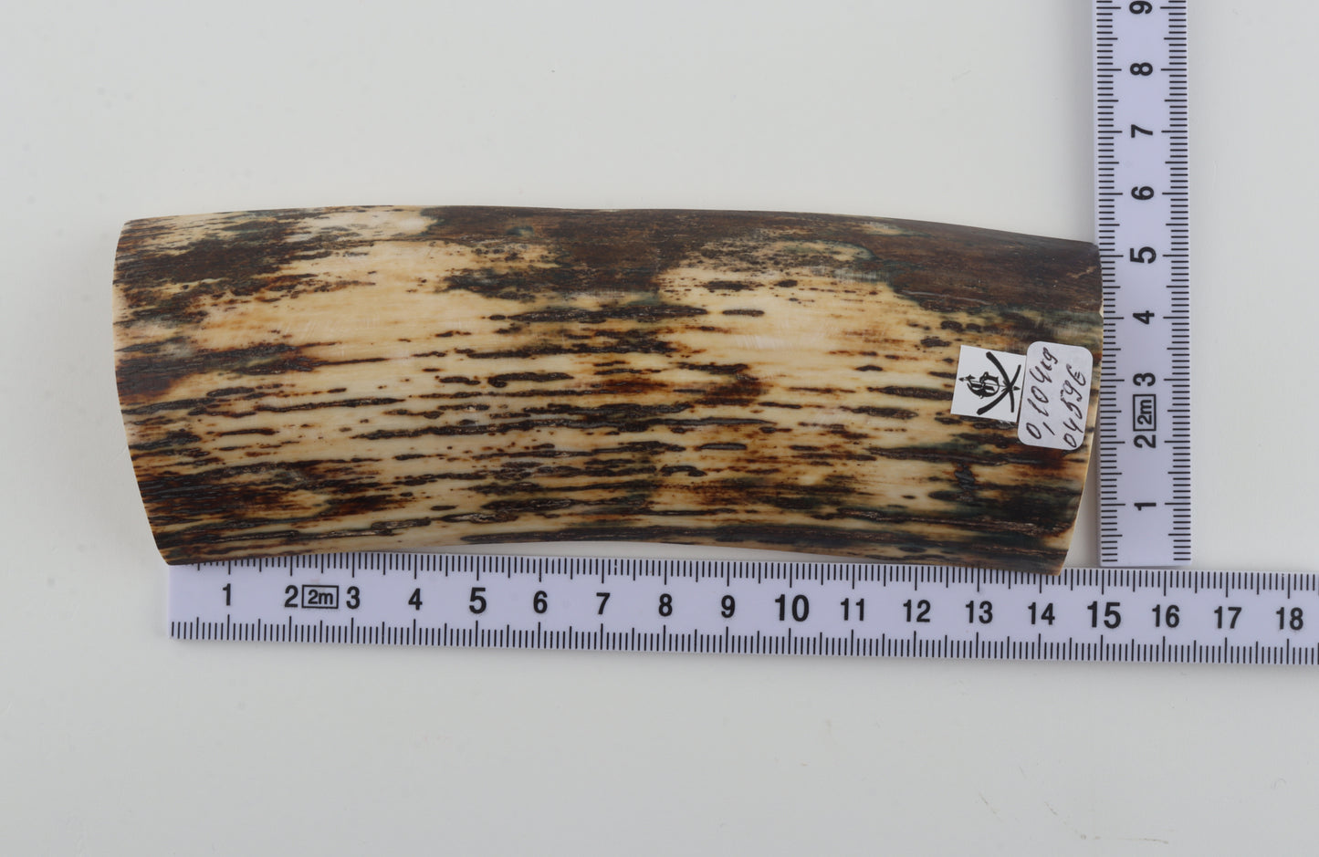 White-brown mammoth bark