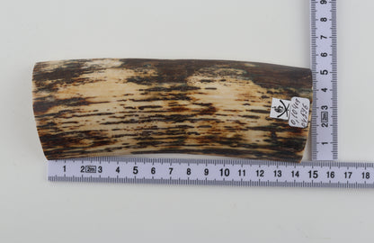 White-brown mammoth bark