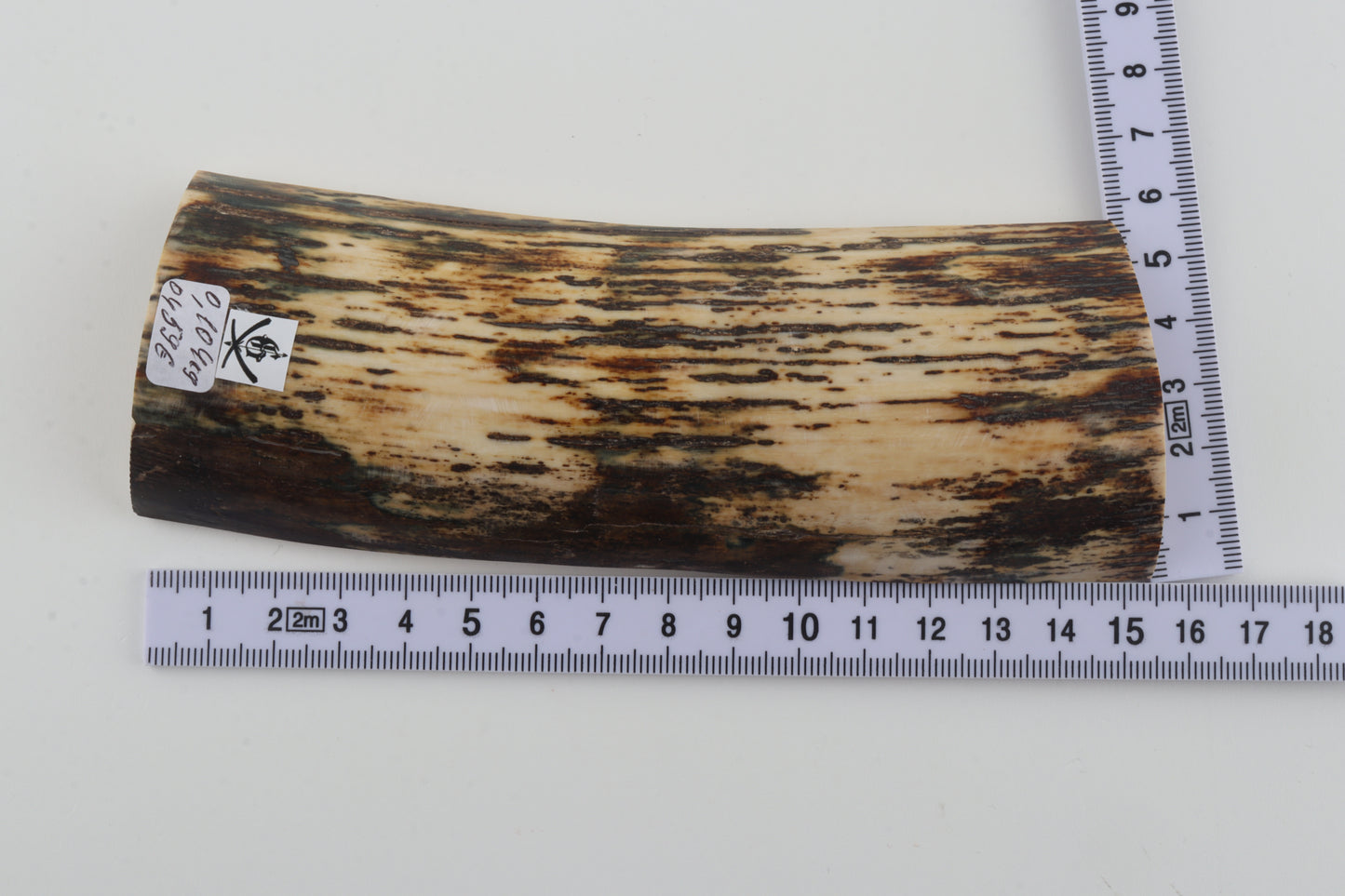 White-brown mammoth bark