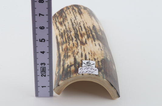 White-brown mammoth bark