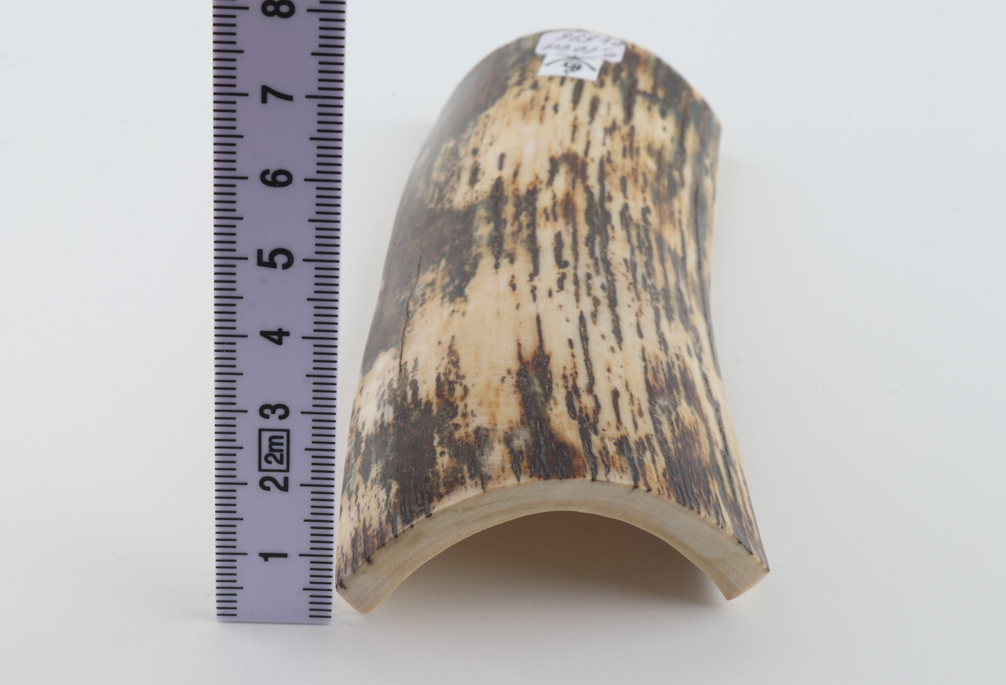 White-brown mammoth bark