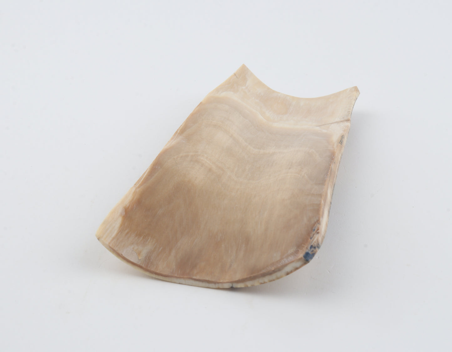 Brown-white mammoth bark