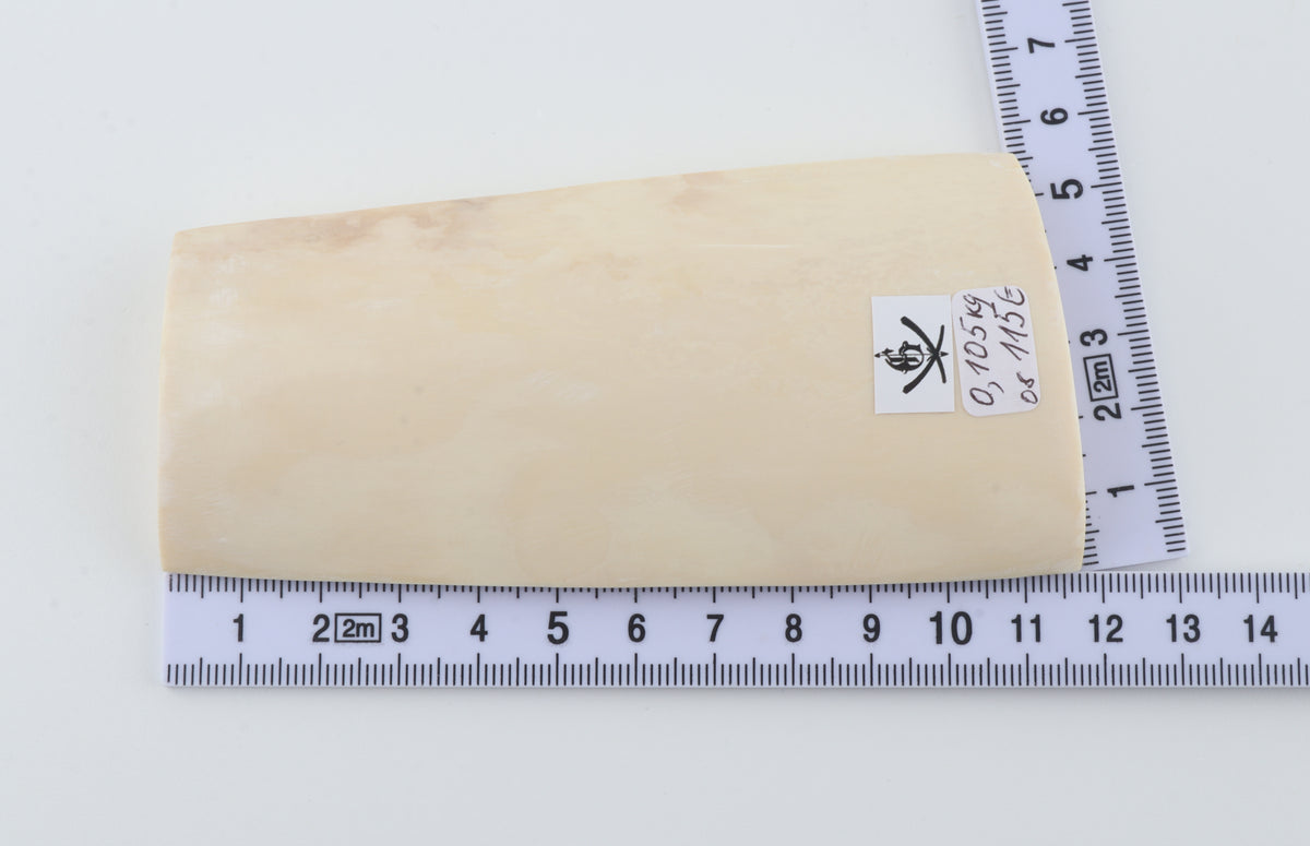 White mammoth ivory segment