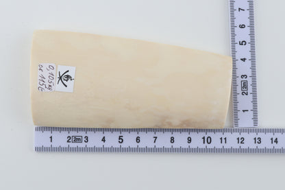 White mammoth ivory segment