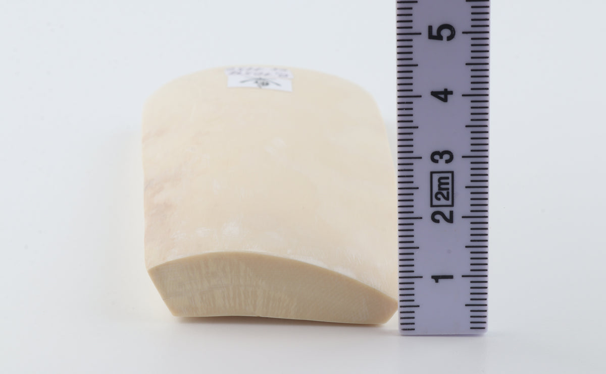 White mammoth ivory segment