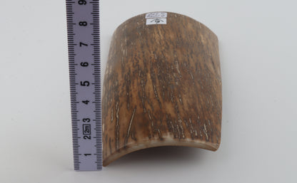 Beige-mustard mammoth bark