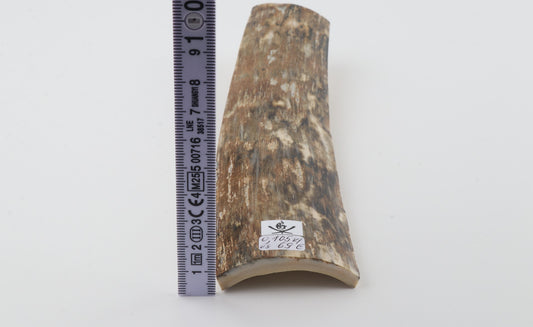 Beige mammoth bark