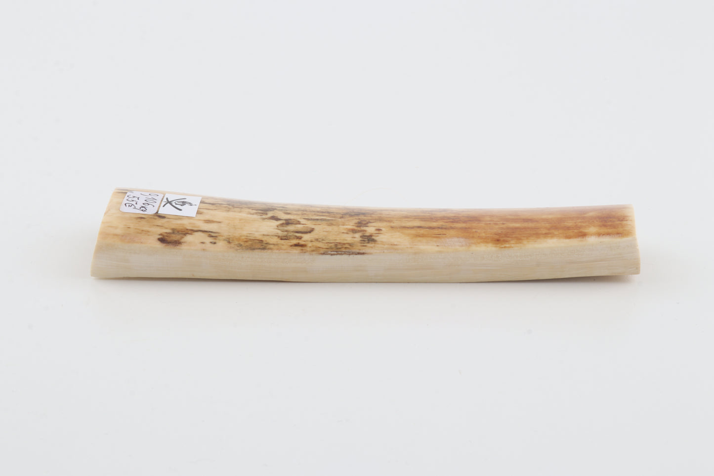 Creme-orange mammoth bark