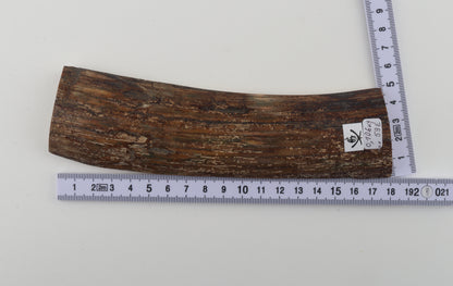 Brown mammoth bark