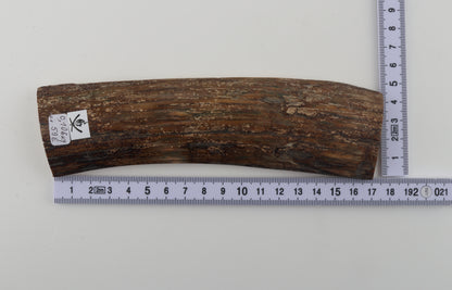 Brown mammoth bark