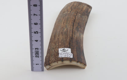 Brown mammoth bark