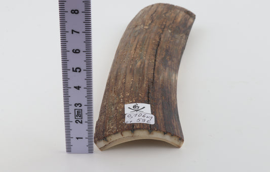 Brown mammoth bark