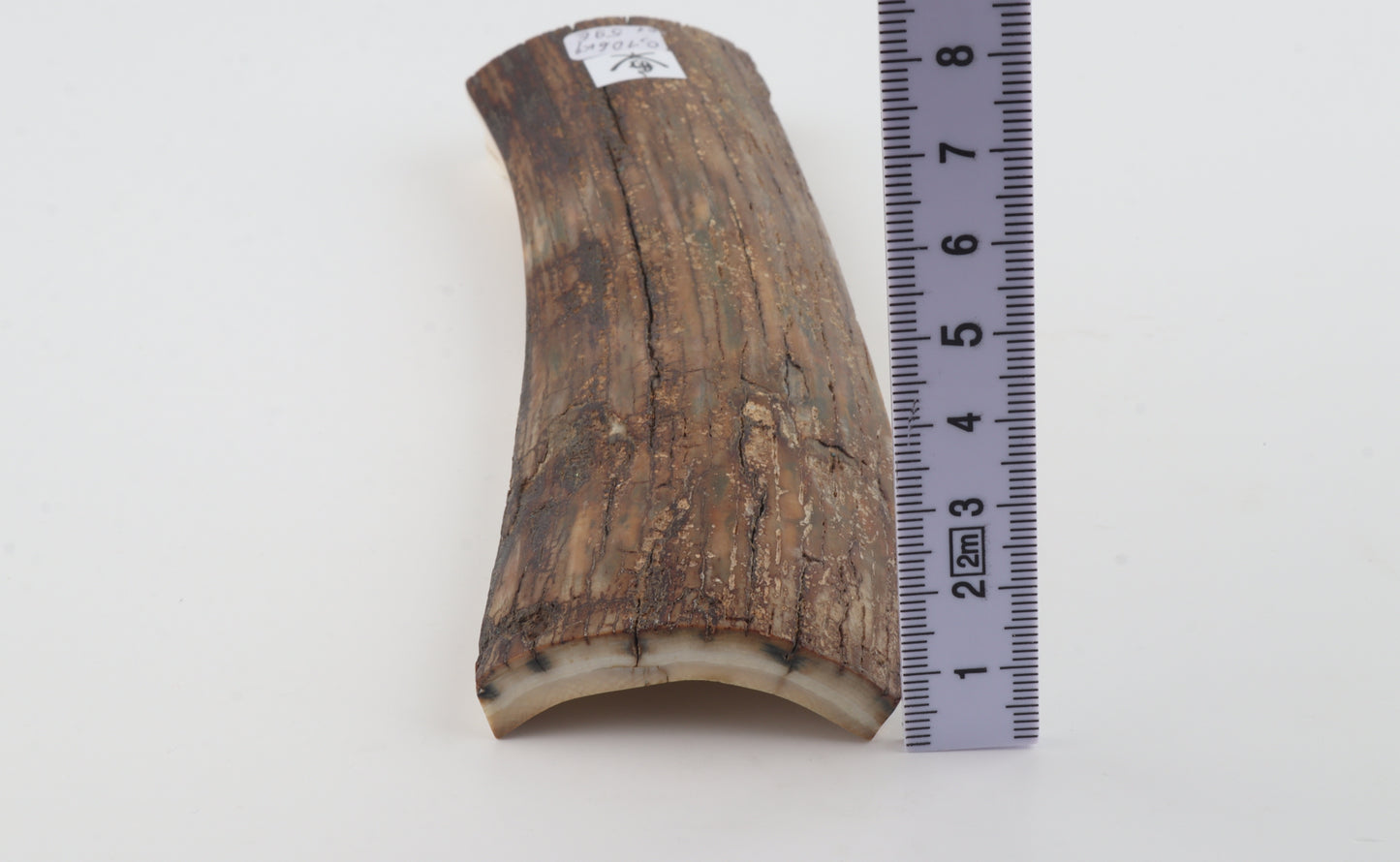 Brown mammoth bark
