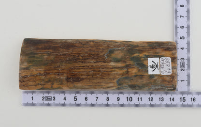 Brown mammoth bark
