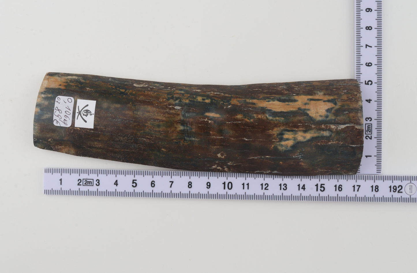 Brown-blue mammoth bark