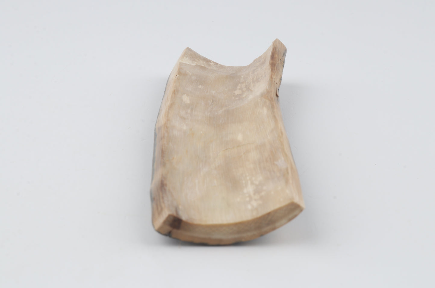 Brown-blue mammoth bark