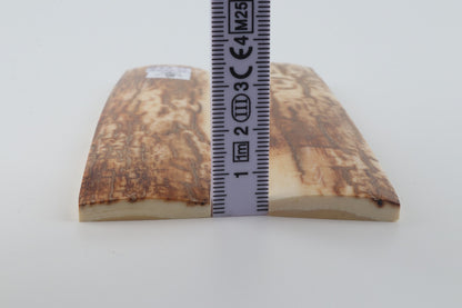 Natural mammoth bark scales