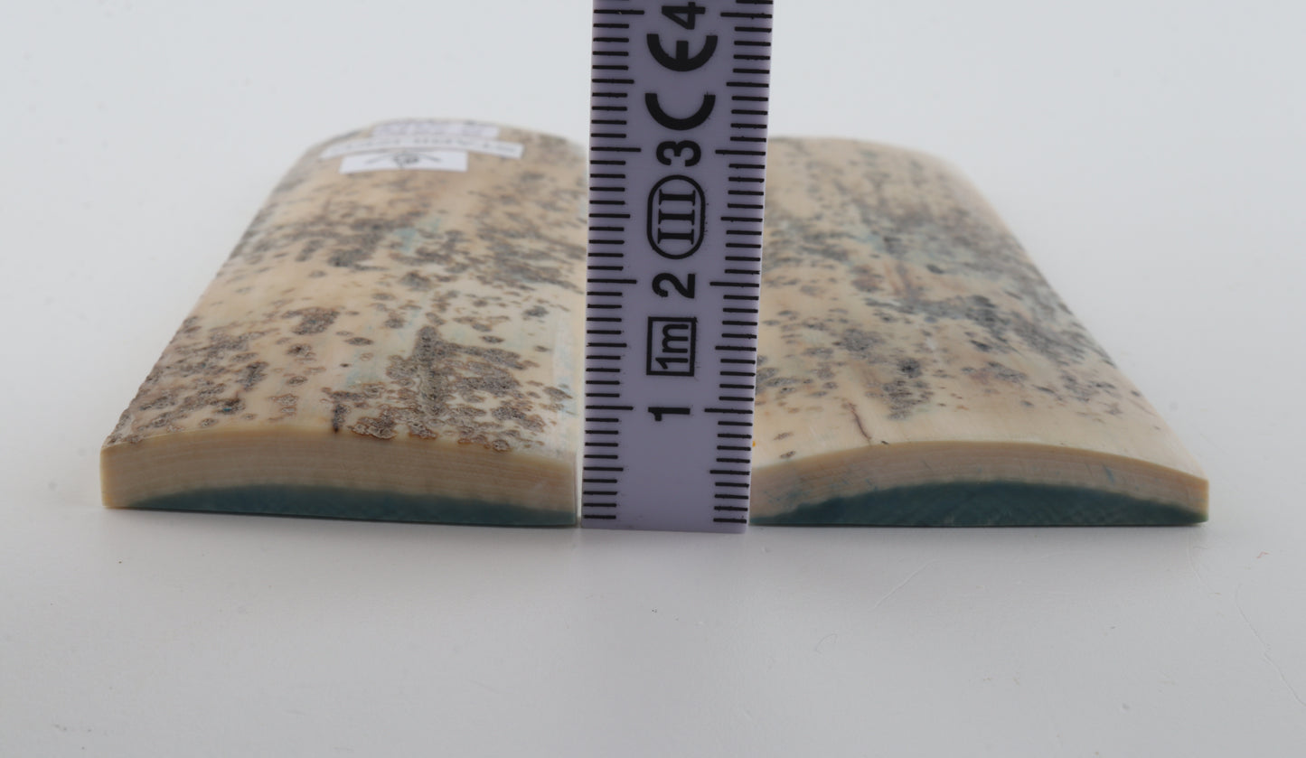 Stabilised mammoth bark scales