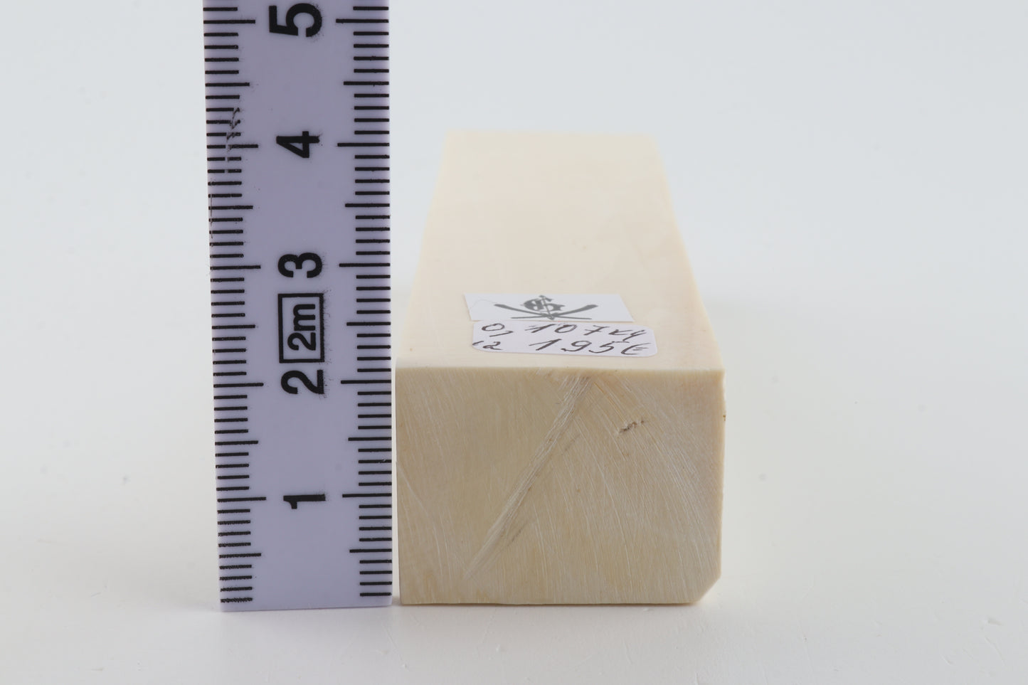 White mammoth ivory segment