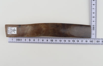 Beige-brown mammoth bark
