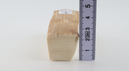 Natural mammoth ivory piece