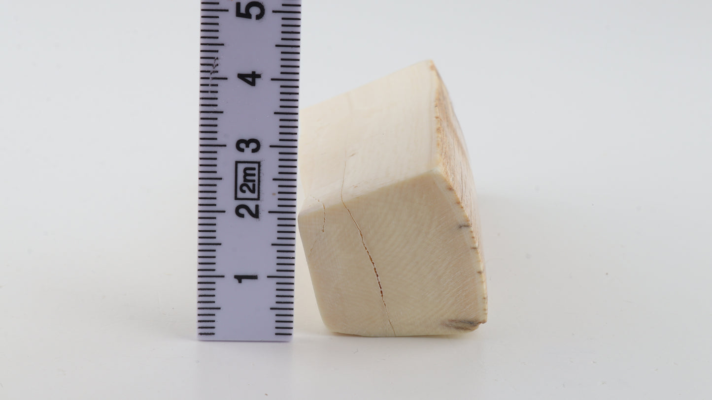 Natural mammoth ivory piece