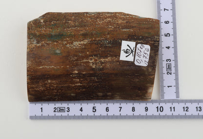 Brown-mustard mammoth bark