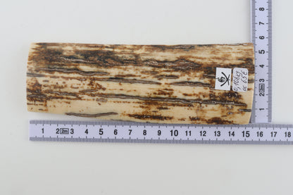 Brown-white mammoth bark