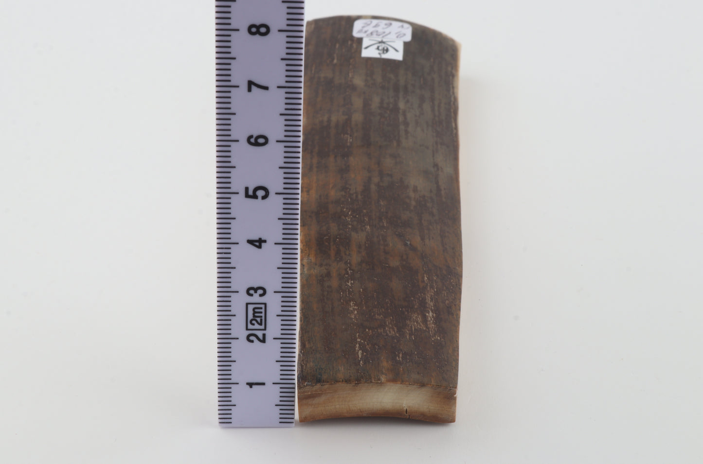 Brown mammoth bark