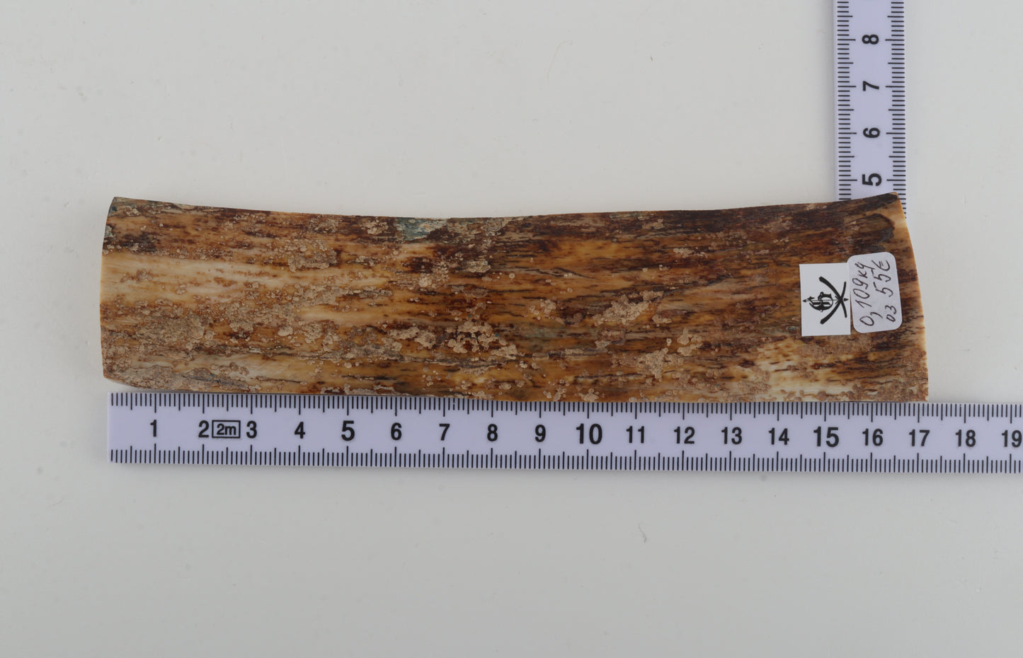 Beige mammoth bark