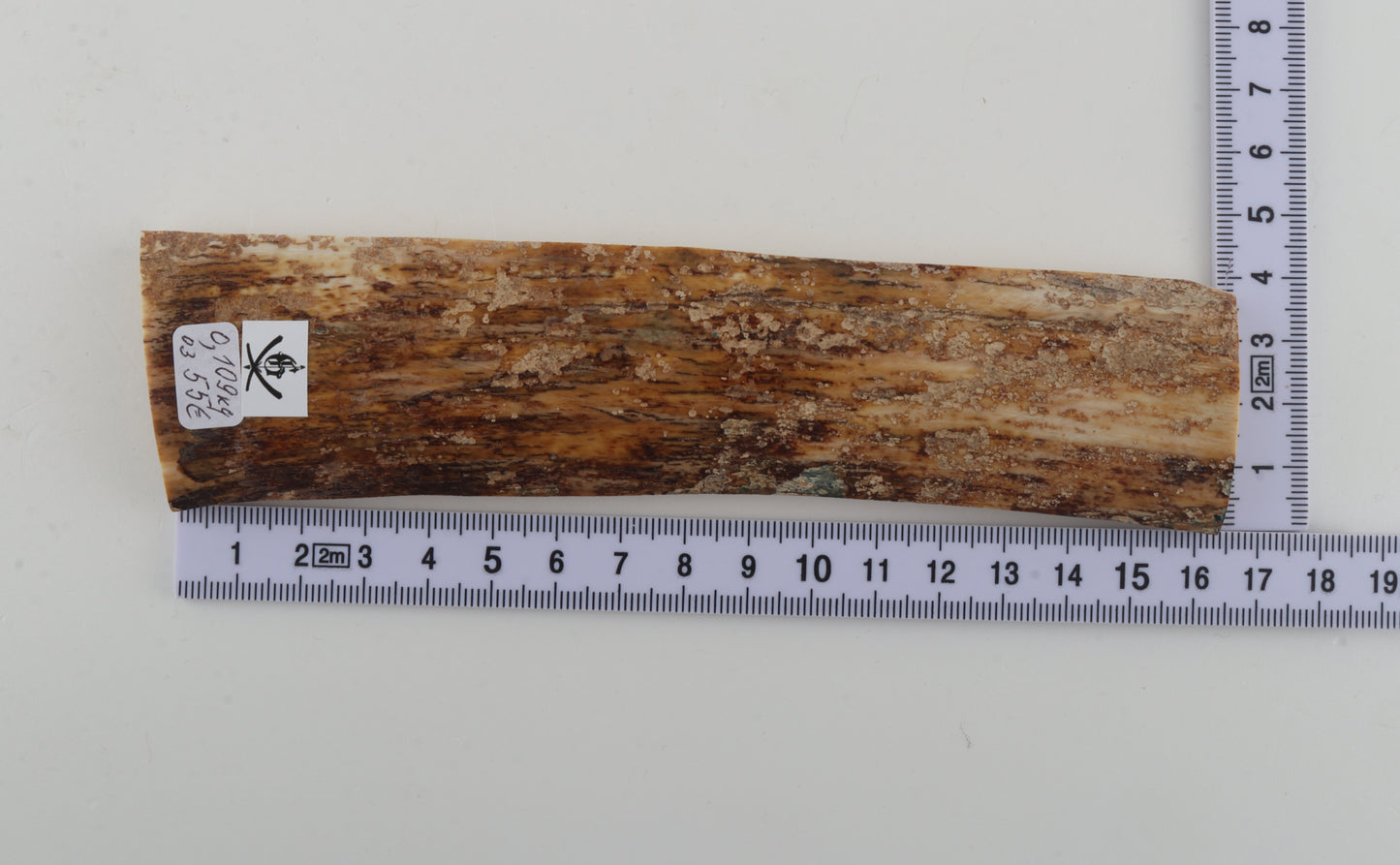 Beige mammoth bark