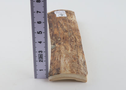 Beige mammoth bark