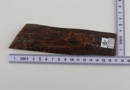 Brown mammoth bark