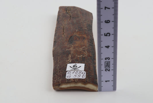 Brown mammoth bark