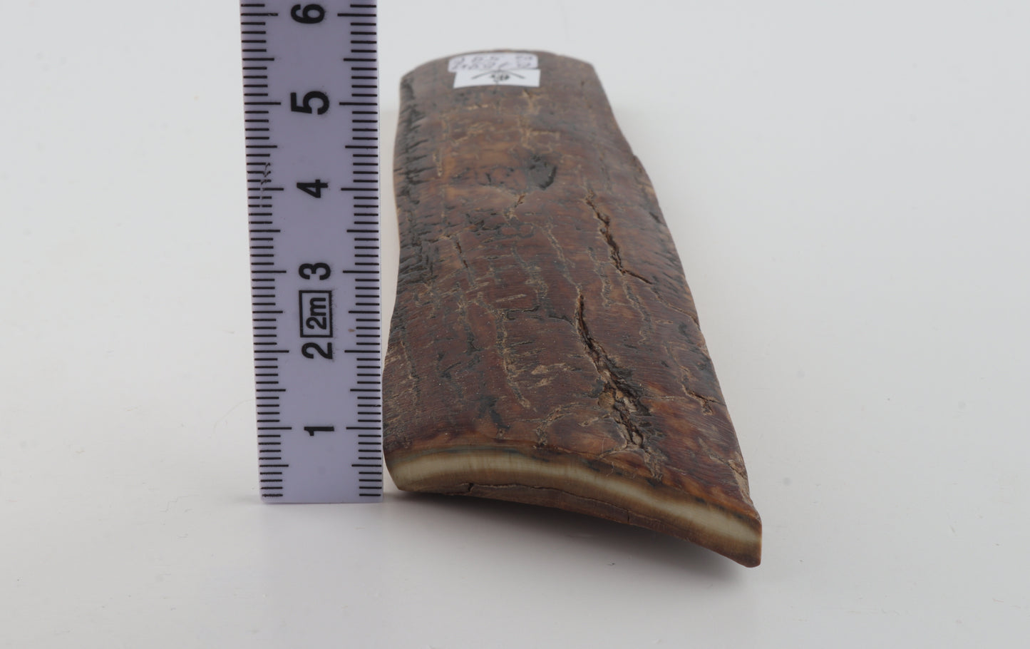 Brown mammoth bark
