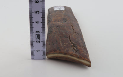 Brown mammoth bark