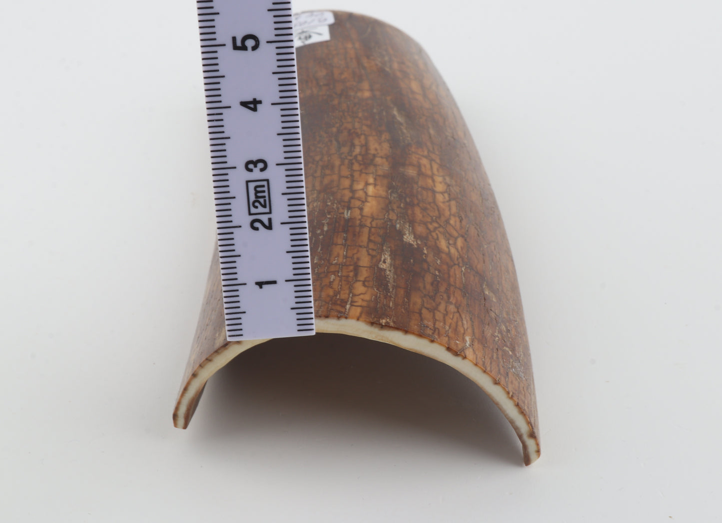 Brown-caramel mammoth bark