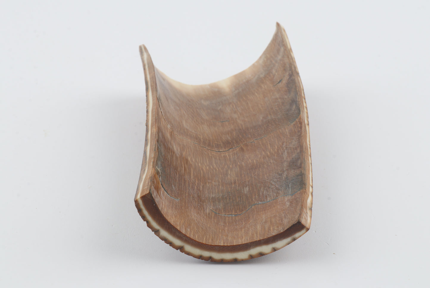 Brown-caramel mammoth bark