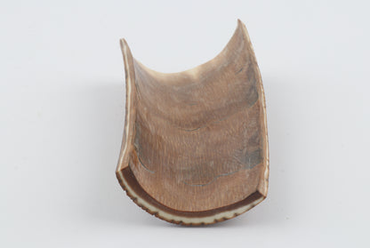 Brown-caramel mammoth bark