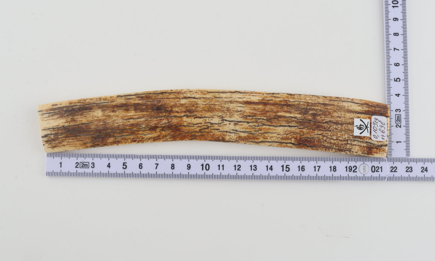 White-orange mammoth bark