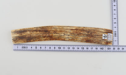White-orange mammoth bark
