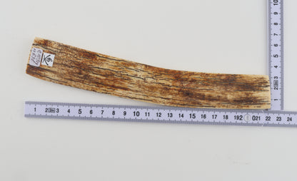 White-orange mammoth bark